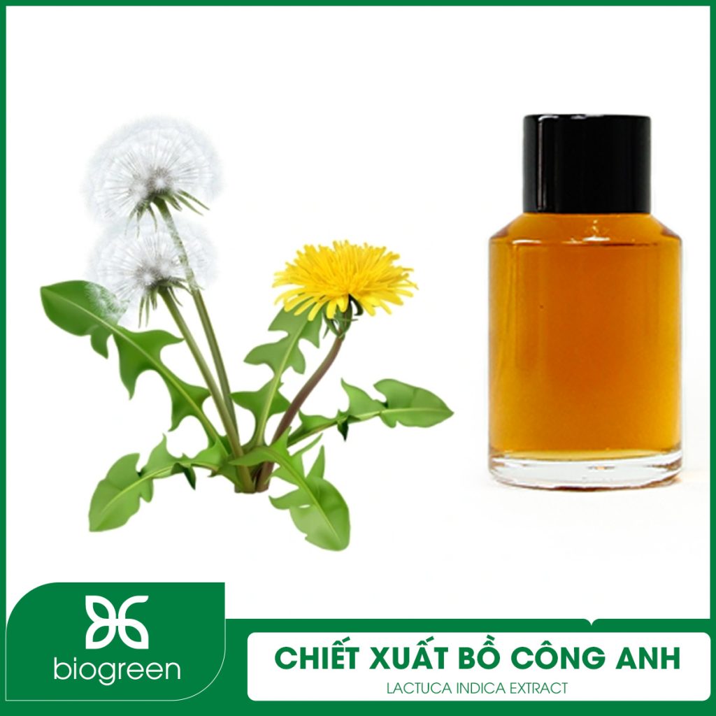 Tác dụng của chiết xuất bồ công anh trong mỹ phẩm