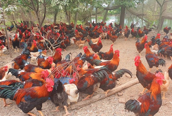 Chăn nuôi gà ta thả vườn có là hướng đi bền vững?